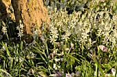 ORNITHOGALUM NUTANS WITH MAGNOLIA LEAVES