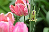 FRITILLARIA ACMOPETALA AND TULIPA APRICOT PARROT