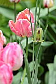 FRITILLARIA ACMOPETALA AND TULIPA APRICOT PARROT