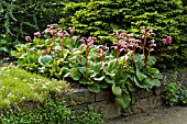 BERGENIA CORDIFOLIA