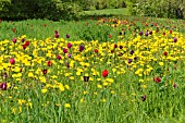 TARAXACUM OFFICINALE AND TULIPA