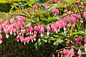 LAMPROCAPNOS SPECTABILIS SYN. DICENTRA SPECTABILIS