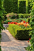 HEDGE GARDEN WITH TULIPA