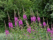 EPILOBIUM ANGUSTIFOLIUM, ROSEBAY WILLOW HERB