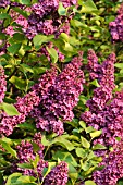 SYRINGA VULGARIS