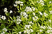 GALIUM ODORATUM