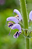 SALVIA INDICA