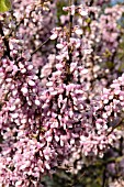 CERCIS SILIQUASTRUM