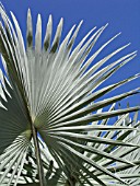 BISMARCKIA NOBILIS SILVER, BISMARCK PALM