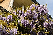 WISTERIA SINENSIS