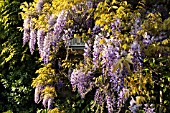 WISTERIA SINENSIS