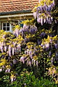 WISTERIA SINENSIS