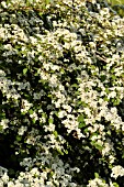 COTONEASTER MULTIFLORUS