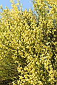 CYTISUS X PRAECOX