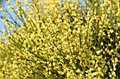 CYTISUS X PRAECOX