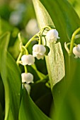 CONVALLARIA MAJALIS