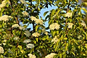 VIBURNUM PRUNIFOLIUM