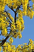 LABURNUM ALPINUM AUREUM