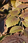 CORYLUS MAXIMA PURPUREA