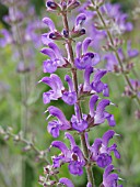 SALVIA GRANDIFLORA, SAGE