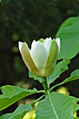 MAGNOLIA OFFICINALIS VAR. BILOBA