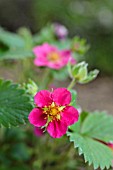 FRAGARIA VESCA RUBRA