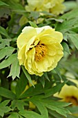 PAEONIA X LEMOINEI HIGH NOON