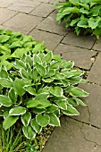 HOSTA