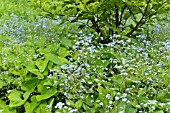 BRUNNERA MACROPHYLLA SYN. MYOSOTIS MACROPHYLLA