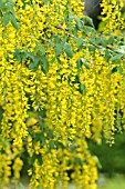 LABURNUM ANAGYROIDES