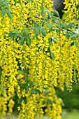 LABURNUM ANAGYROIDES