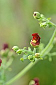 SCROPHULARIA SMITHII