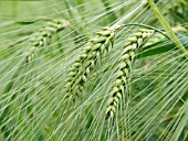 HORDEUM VULGARE, BARLEY