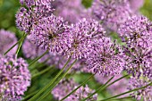 ALLIUM JESDIANUM MICHAEL HOOG