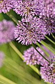 ALLIUM JESDIANUM MICHAEL HOOG