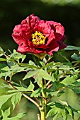 PAEONIA X LEMOINEI BOREAS