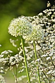 ALLIUM MOUNT EVEREST AND ANTHRISCUS SYLVESTRIS RAVENSWING