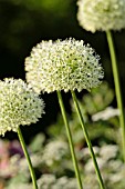 ALLIUM MOUNT EVEREST