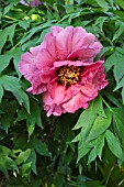 PAEONIA X LEMOINEI LEDA