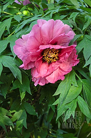 PAEONIA_X_LEMOINEI_LEDA