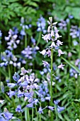 HYACINTHOIDES NON-SCRIPTA