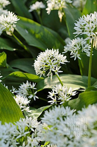 ALLIUM_URSINUM