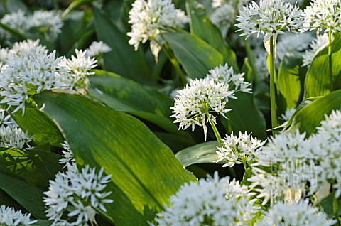 ALLIUM_URSINUM