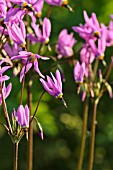 DODECATHEON MEADIA