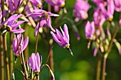 DODECATHEON MEADIA