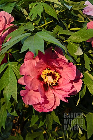 PAEONIA_X_LEMOINEI_LEDA