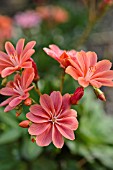 LEWISIA COTYLEDON HYBRID