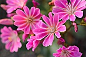LEWISIA COTYLEDON