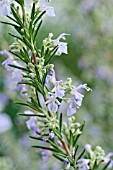 ROSMARINUS OFFICINALIS