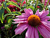 ECHINACEA PURPUREA, PURPLE CONE FLOWER